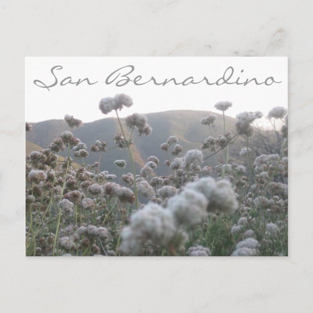 Cartão Postal California Bucktrigo (Frente)