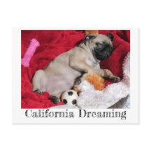 California Dreaming Peanut the Pug