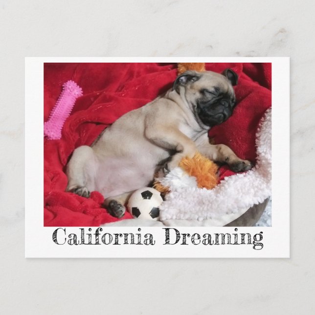Cartão Postal California Dreaming Peanut the Pug (Frente)