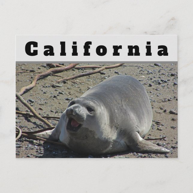Cartão Postal California Female Elephant Seal Ocean Animal (Frente)