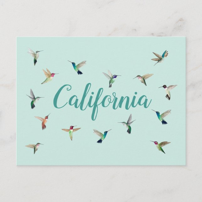 Cartão Postal California Hummingbird (Frente)