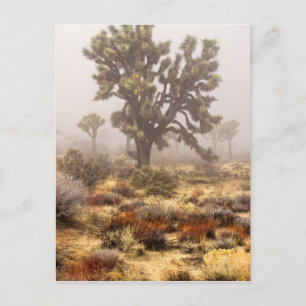 Cartão Postal Califórnia: Monumento Nacional Joshua Tree,