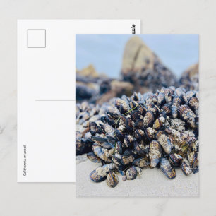 Cartão postal - California Mussel