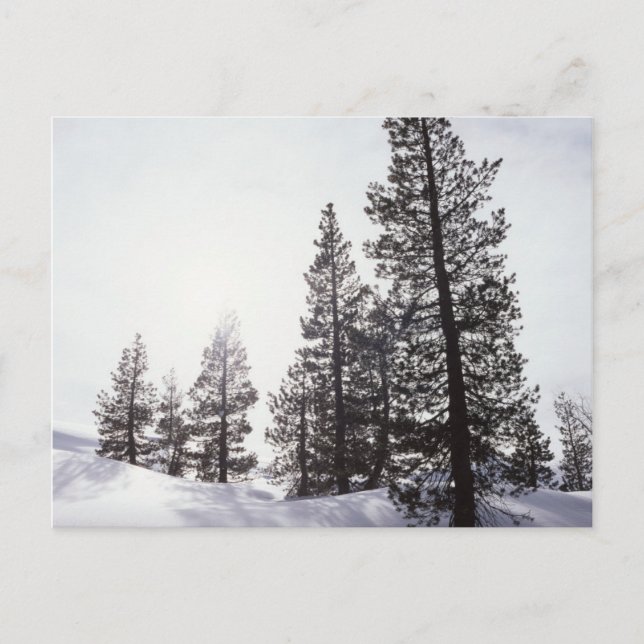 Cartão Postal Califórnia, Parque Estadual Rancho Cuyamaca (Frente)