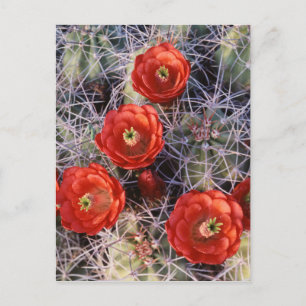 Cartão Postal Califórnia, Parque Nacional Joshua Tree, Claret