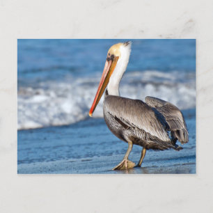 Cartão Postal Califórnia Pelican na praia
