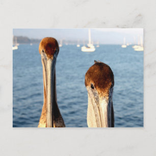 Cartão Postal Califórnia Pelicanos