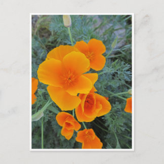 Cartão Postal California Poppy