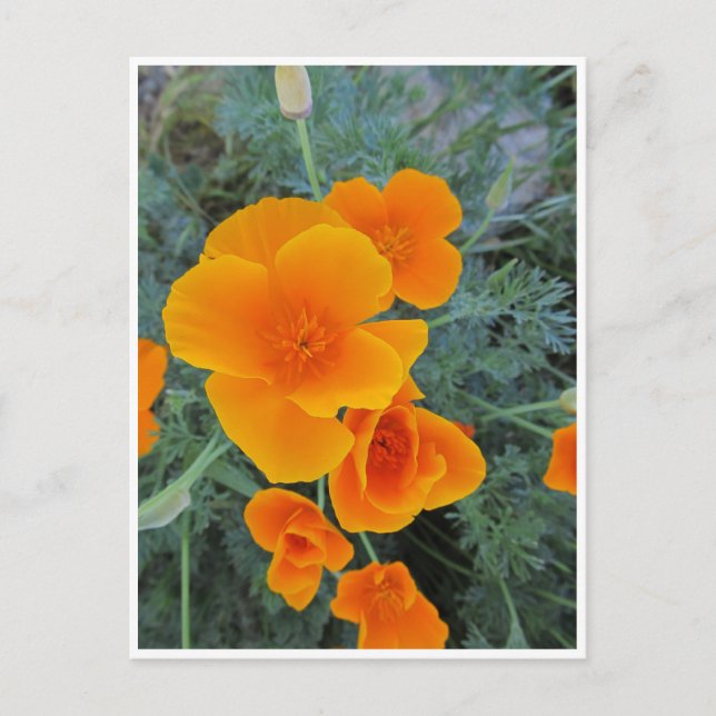 Cartão Postal California Poppy (Frente)