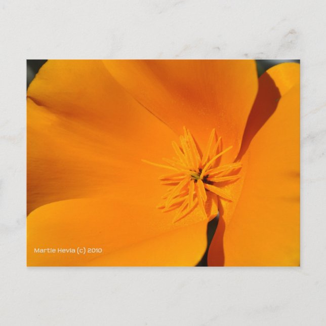 Cartão Postal California Poppy (Frente)