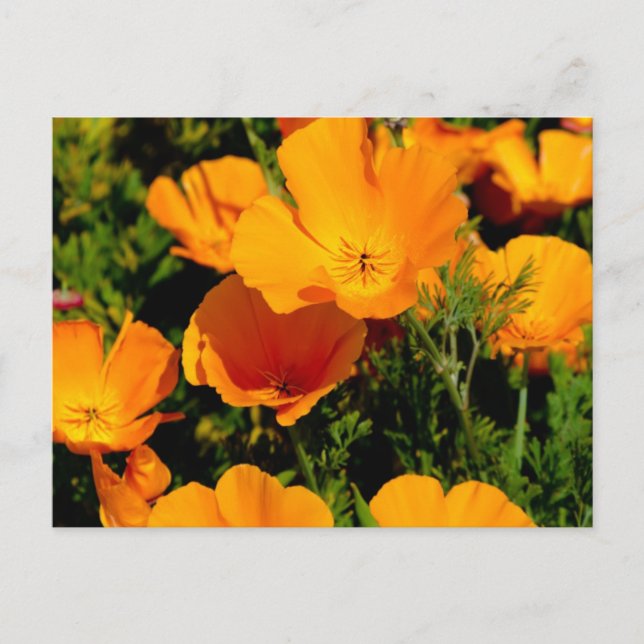 Cartão Postal "California Poppy" (Frente)