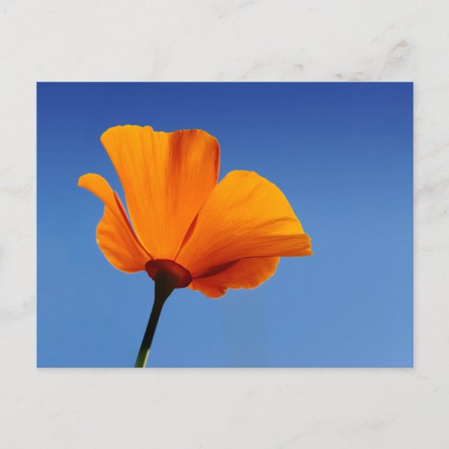 Cartão Postal California Poppy Contra o Céu Azul (Frente)