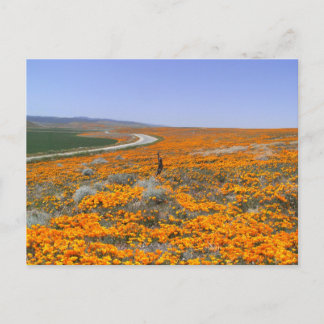 Cartão Postal California Poppy Field