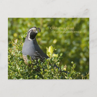 Cartão Postal California Quail