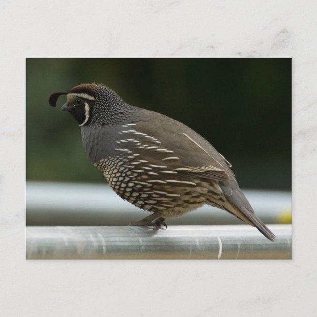 Cartão Postal California Quail (Frente)