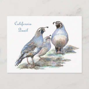 Cartão Postal California Quail, Bird, Nature, Willife