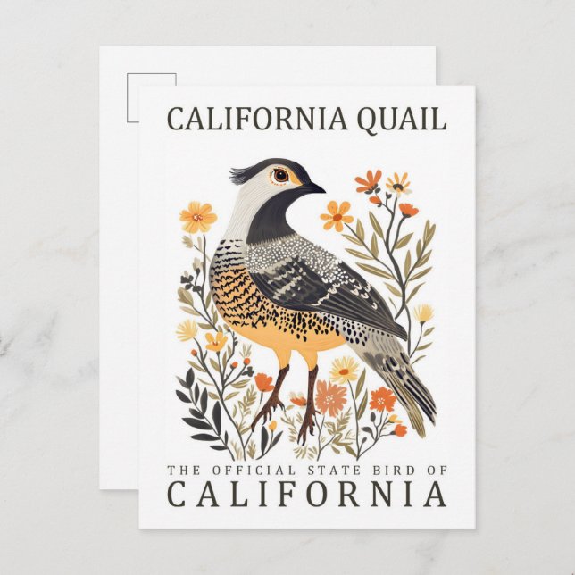 Cartão Postal California Quail Bird, Viagem dos EUA (Frente/Verso)