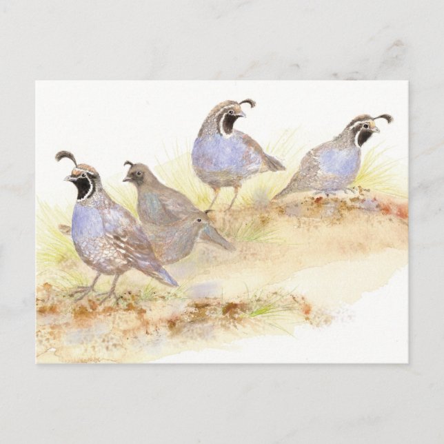 Cartão Postal California Quail, Birds, Nature, Wildlife, (Frente)