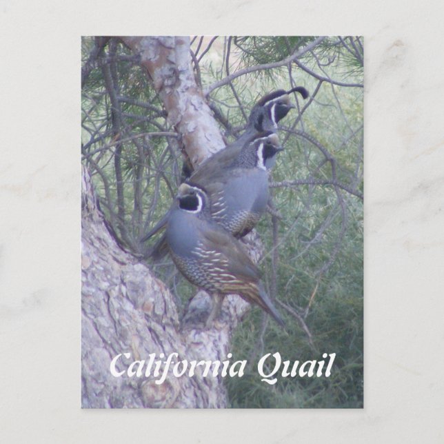Cartão Postal California Quail Postcard (Frente)