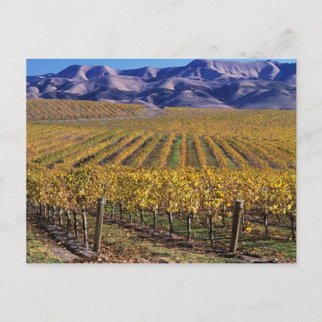 Cartão Postal Califórnia, San Luis Obispo County, Vale de Edna (Frente)