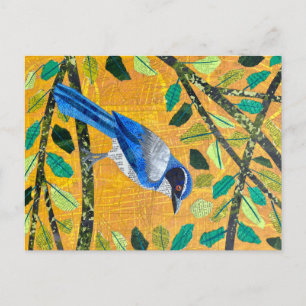 Cartão Postal California Scrub Jay