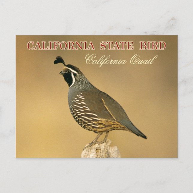 Cartão Postal California State Bird - California Quail (Frente)