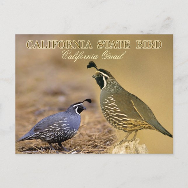 Cartão Postal California State Bird - California Quail (Frente)