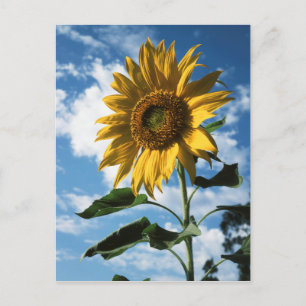 Cartão Postal Califórnia, Um Girassol Gigante (Helianthus) 2