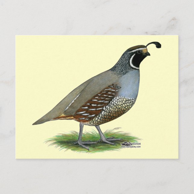 Cartão Postal California Valley Quail (Frente)