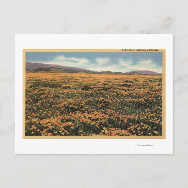 Cartão Postal CaliforniaA Field of California Poppies (Frente)