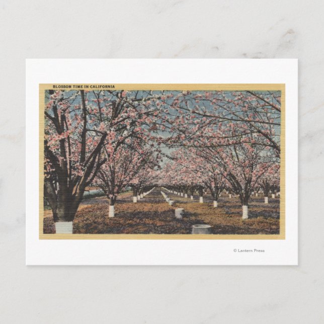 Cartão Postal CaliforniaBlossom florescendo em árvores (Frente)