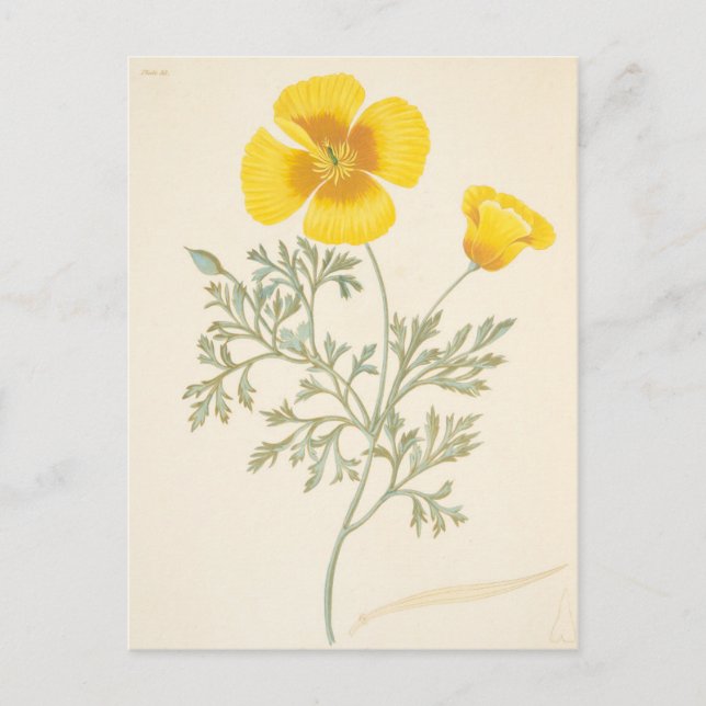 Cartão Postal californiano Eschscholtzia (Frente)