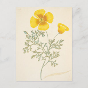 Cartão Postal californiano Eschscholtzia