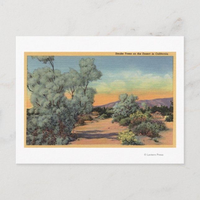 Cartão Postal CaliforniaView de Smoke Trees no Deserto (Frente)