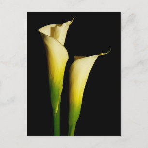 Cartão Postal Calla Lily