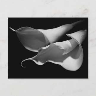 Cartão Postal Calla Lily