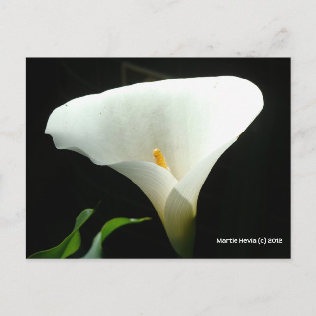 Cartão Postal Calla Lily em Preto (Frente)