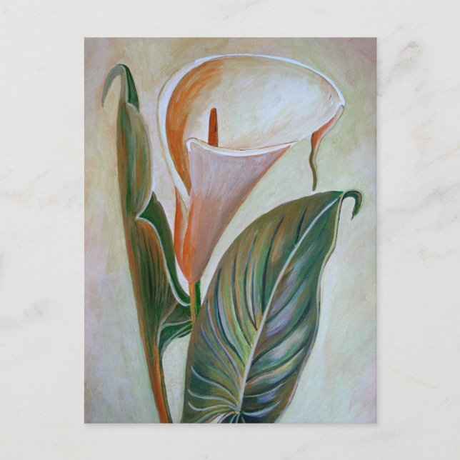 Cartão Postal Calla Lily Linda Arte Botânica (Frente)