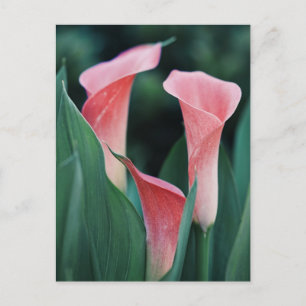 Cartão Postal Calla Lily Pink Flowers