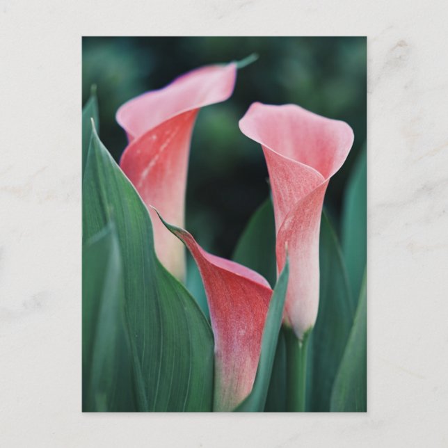 Cartão Postal Calla Lily Pink Flowers (Frente)