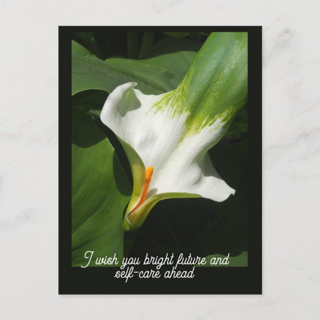 Cartão Postal Calla Lily, Zantedeschia (Frente)