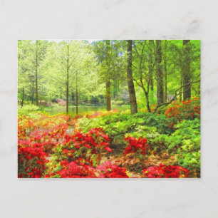 Cartão Postal Callaway Azaleas