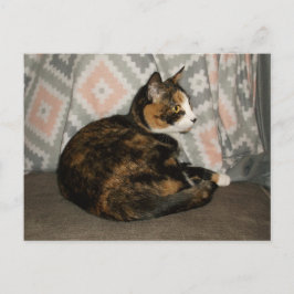Cartão Postal Callie Cat em Sofa