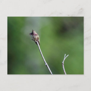 Cartão Postal Calliope Hummingbird