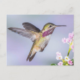 Cartão Postal Calliope Hummingbird a Púrpura e Rosa