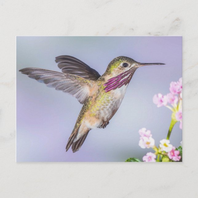 Cartão Postal Calliope Hummingbird a Púrpura e Rosa (Frente)