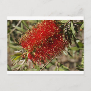CARTÃO POSTAL CALLISTEMON RED BOTTLE BRUSH TREE FLOWER AUSTRÁLI