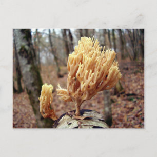Cartão postal Calocera viscosa