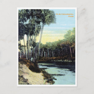 Cartão Postal Caloosahatchee River Vintage Flórida