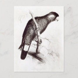 Cartão Postal Calyptorhynchus Baudinii, ou Cockatoo de Baudin